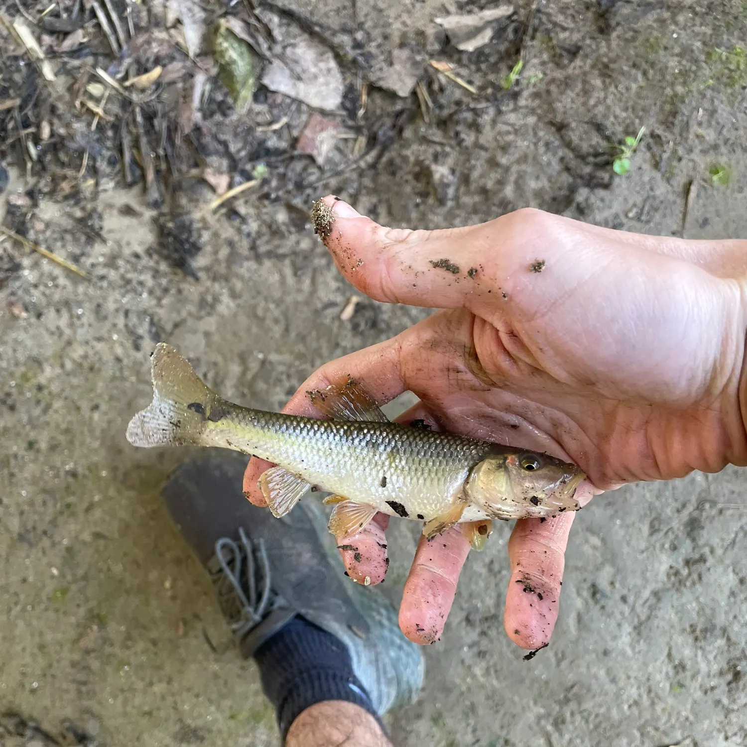Hornyhead chub caught on Fishbrain