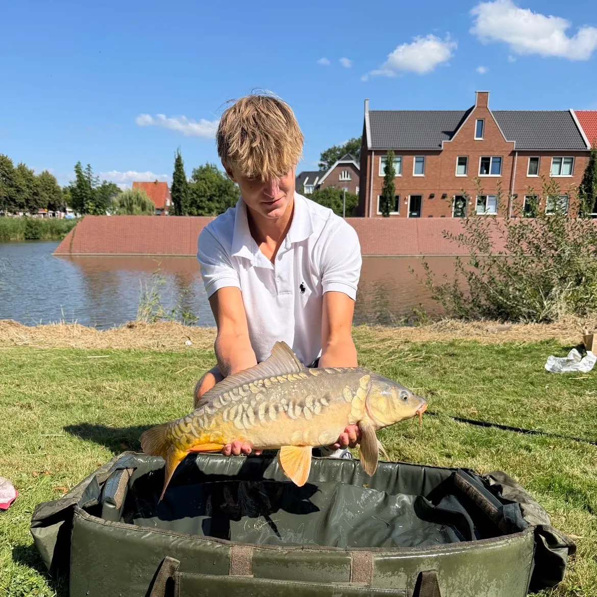 Mirror carp caught on Fishbrain