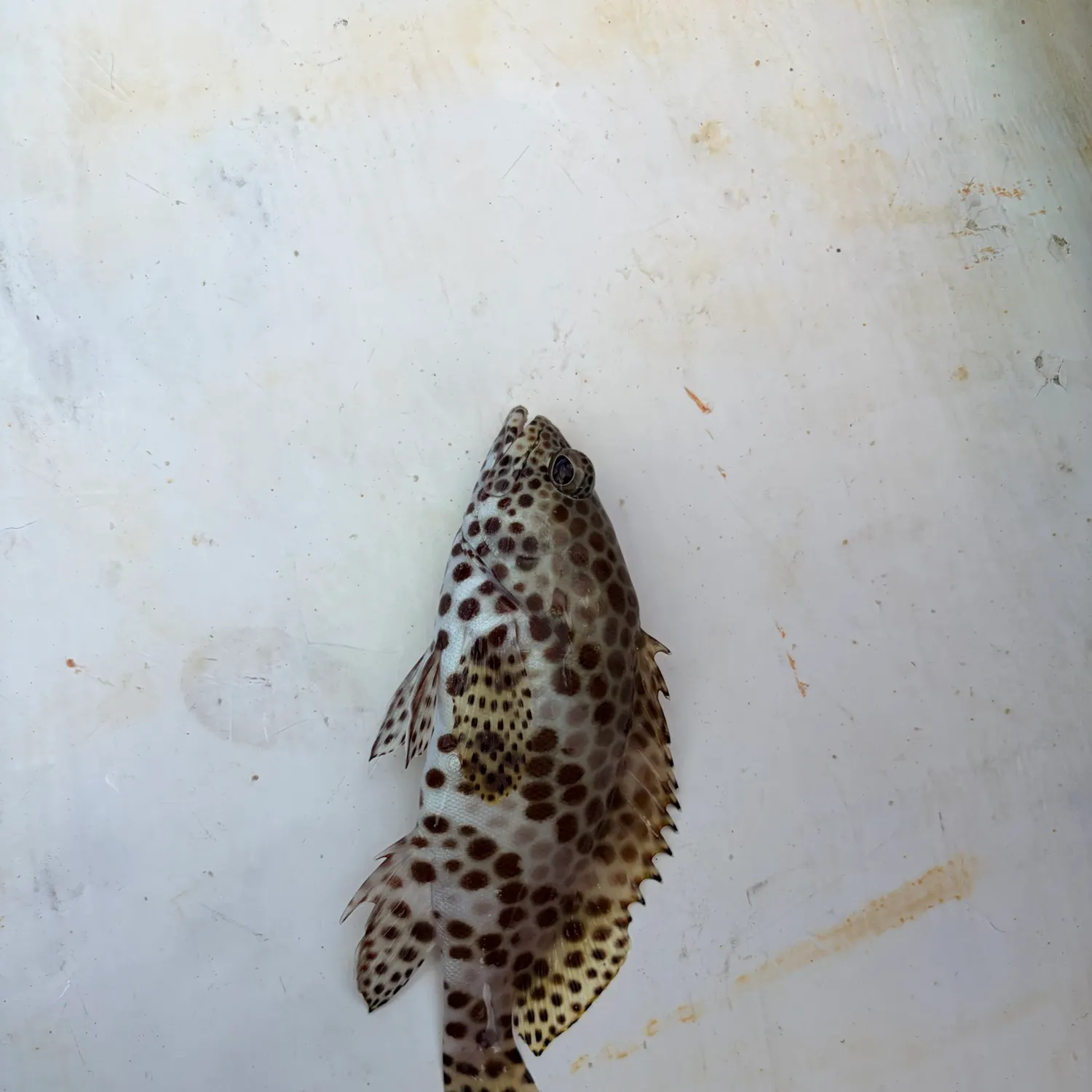 Honeycomb grouper caught on Fishbrain