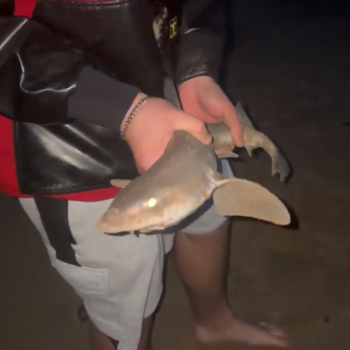 The most recent Starry smooth-hound catches on Fishbrain