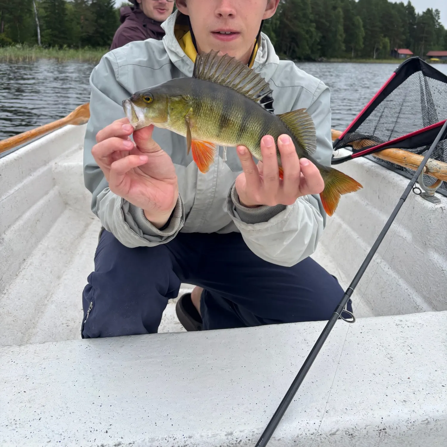 European perch caught on Fishbrain