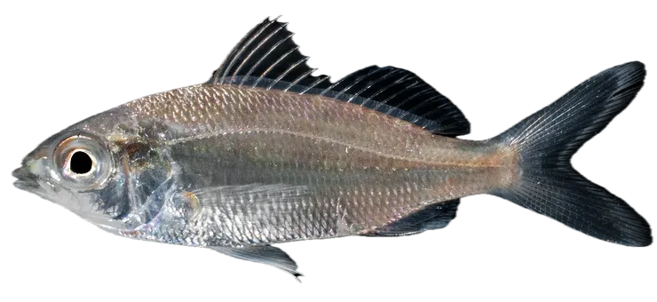 Silver mojarra