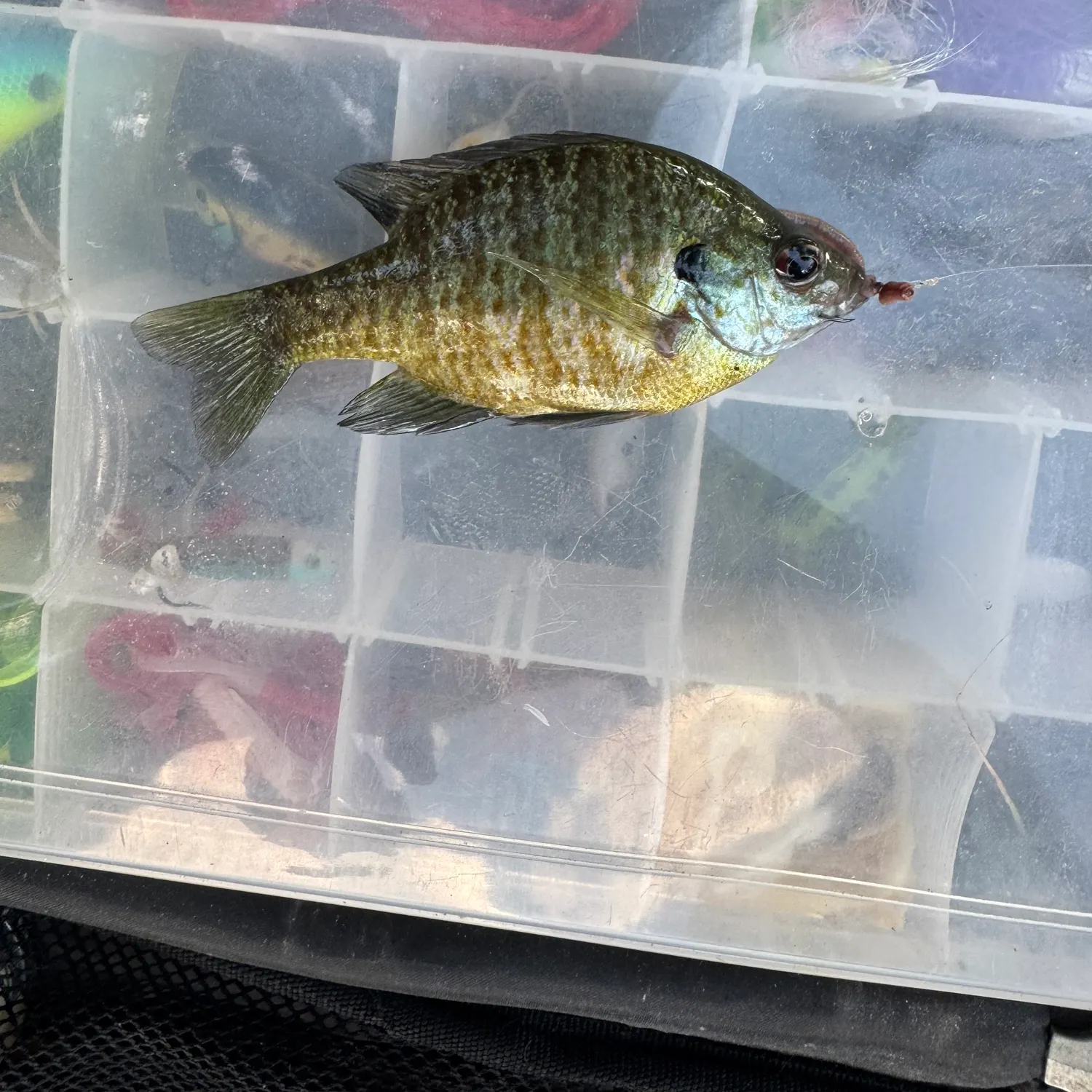 Bluegill caught on Fishbrain