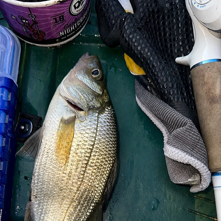 White perch caught on Fishbrain