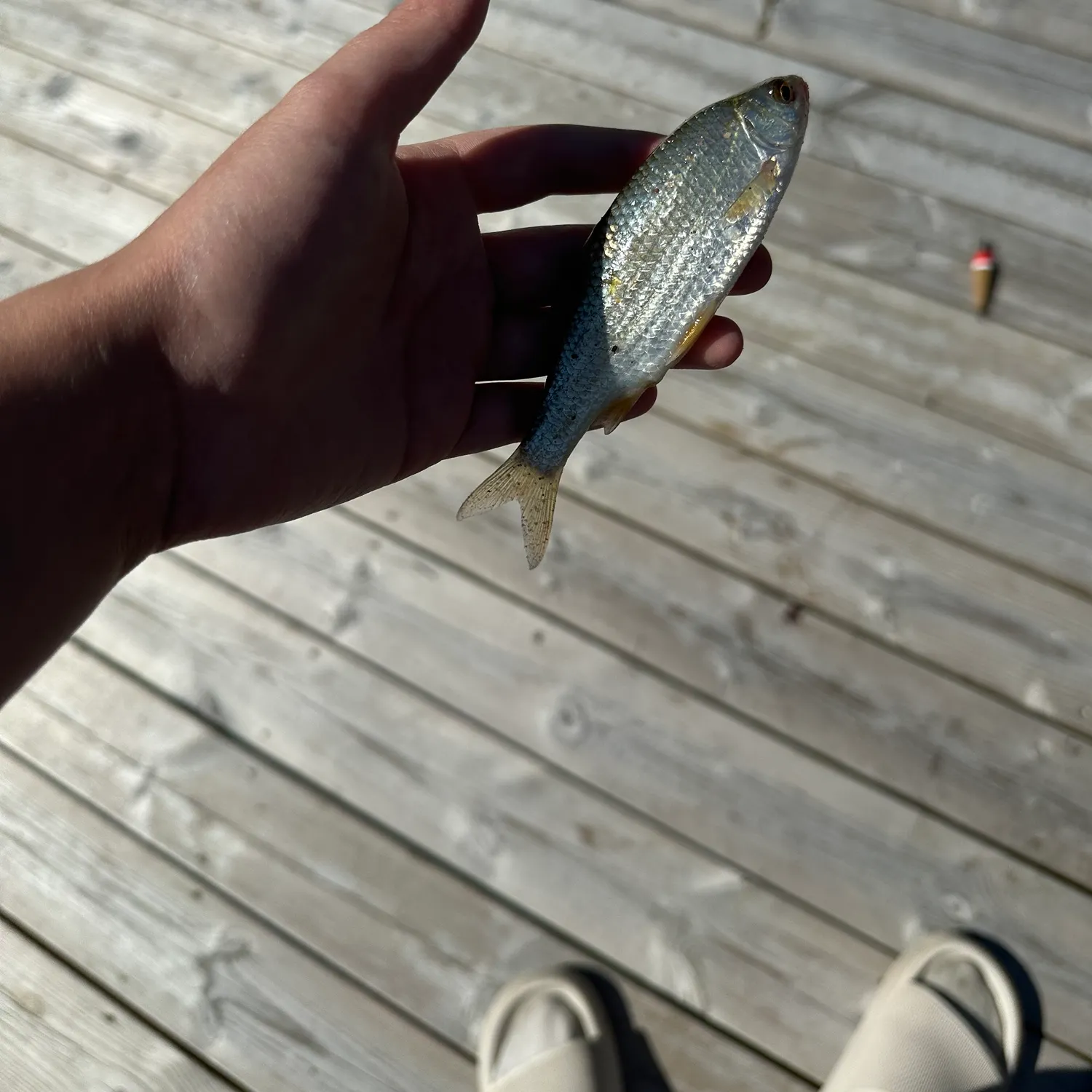The most recent Common bleak catches on Fishbrain