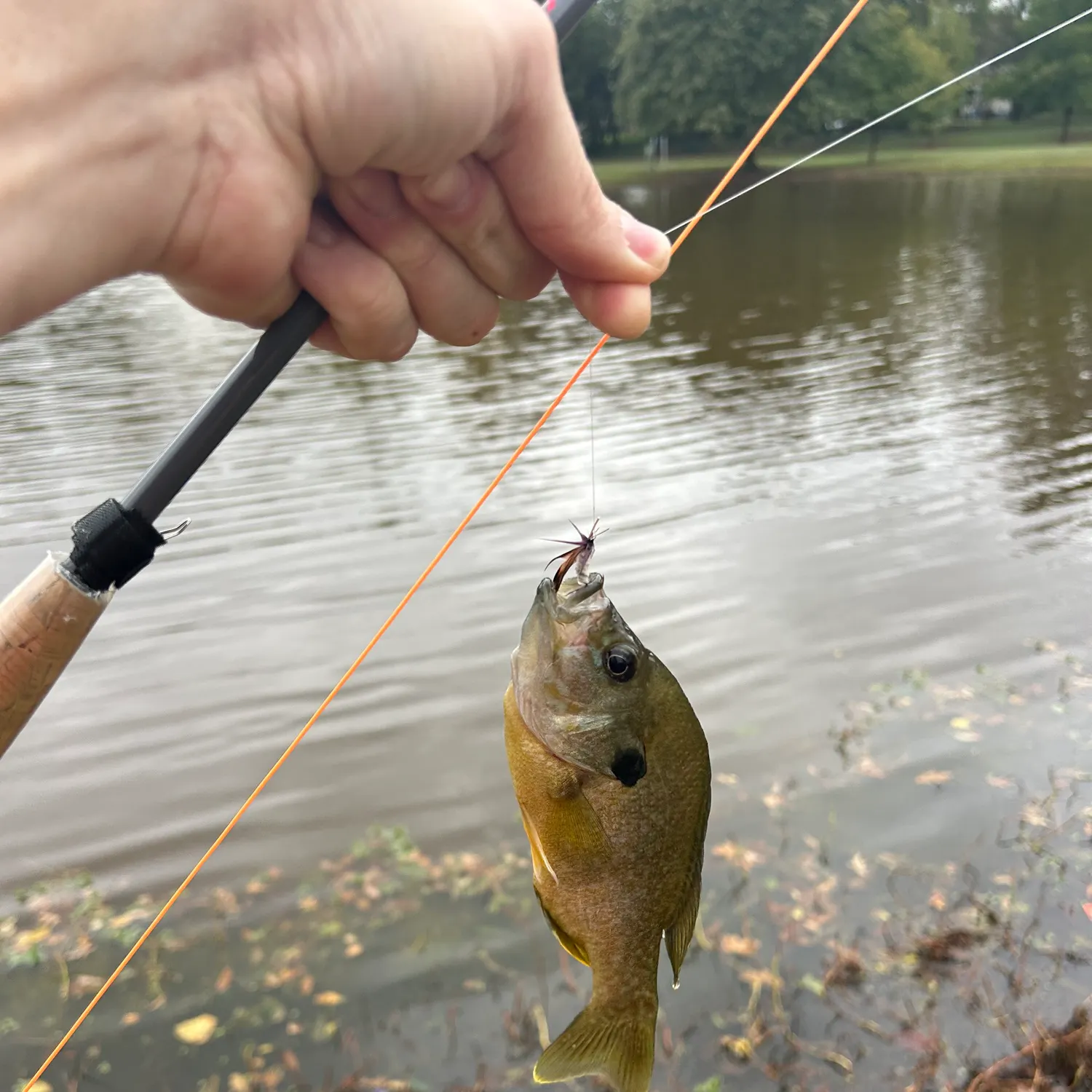 Bluegill caught on Fishbrain