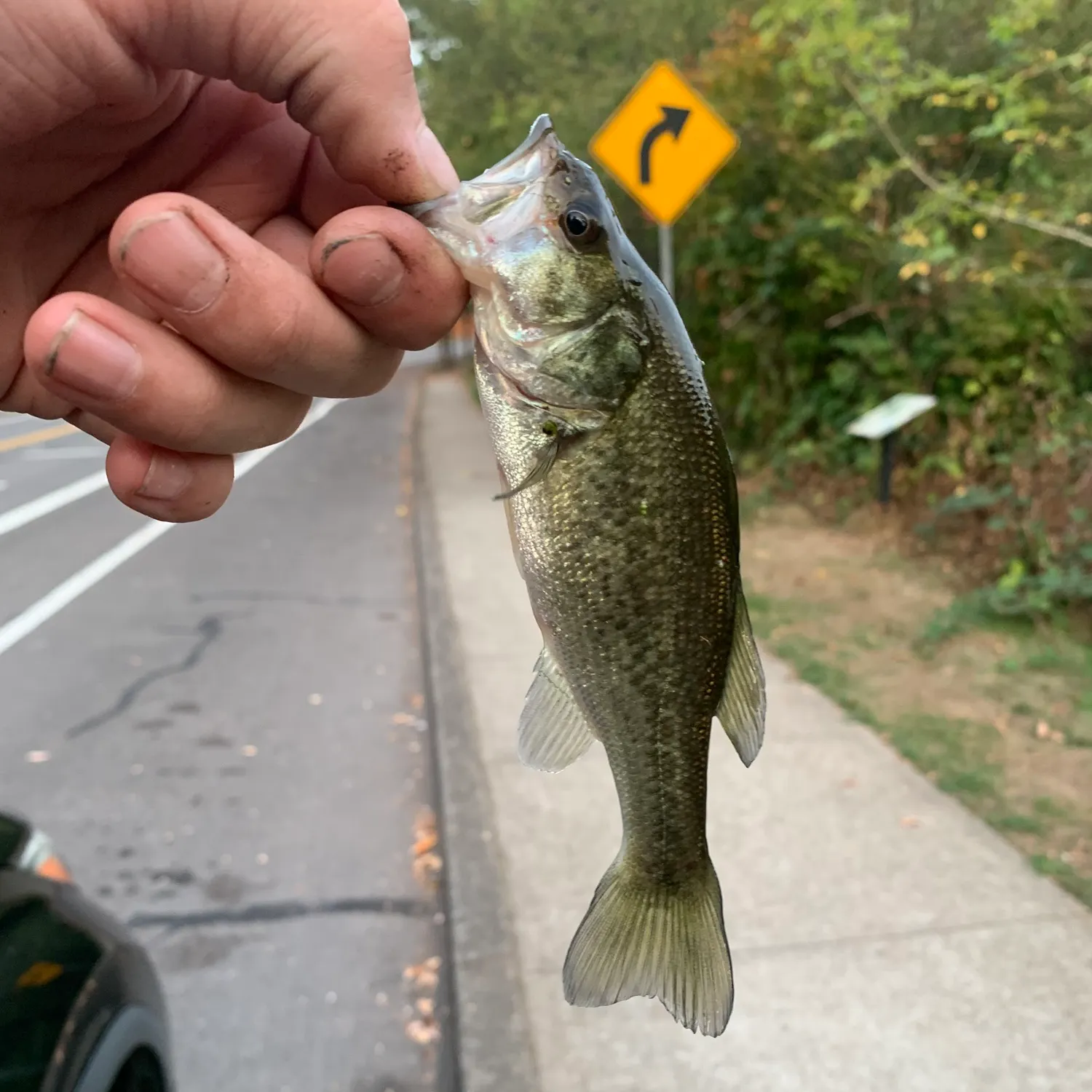 Largemouth bass caught on Fishbrain