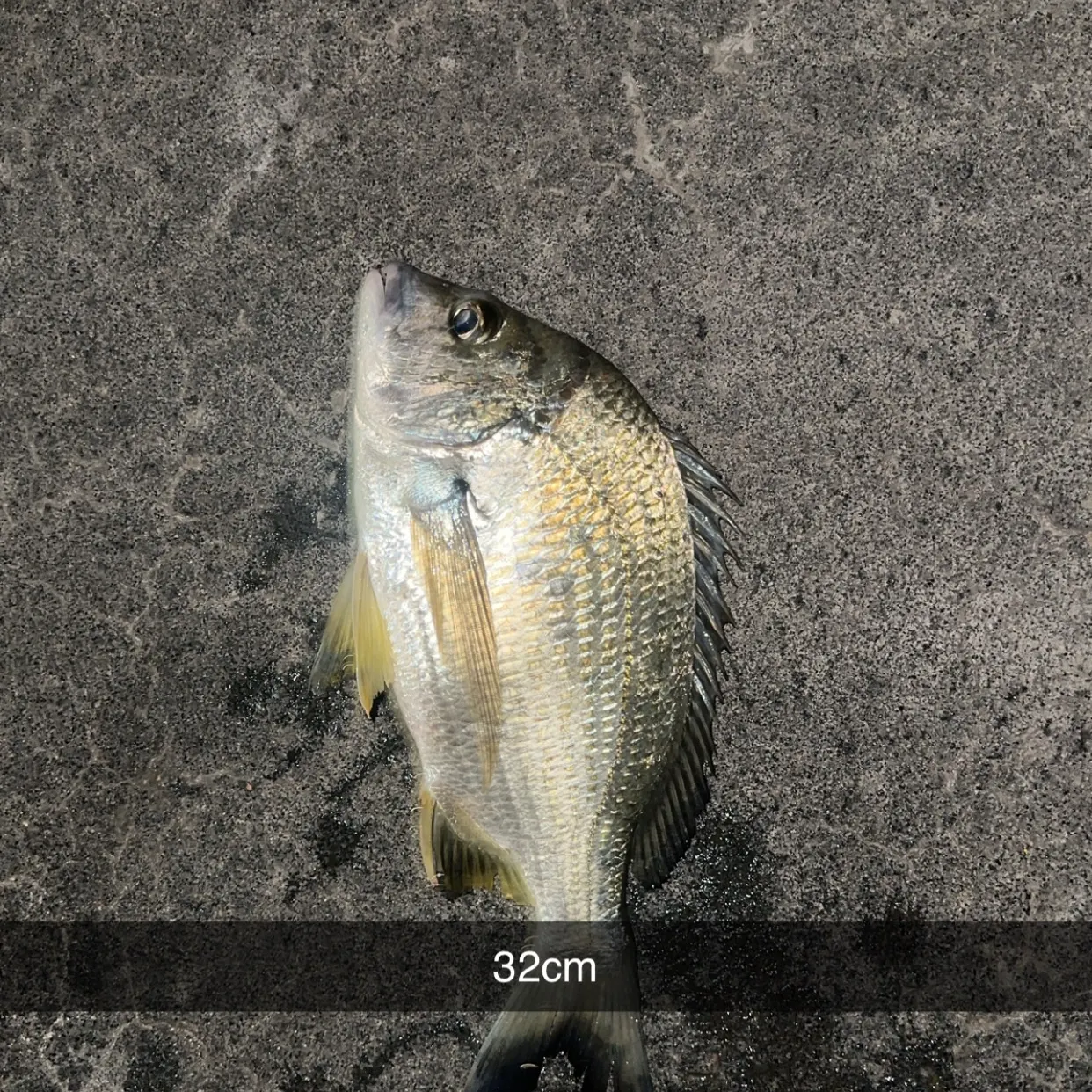 The most recent Surf bream catches on Fishbrain