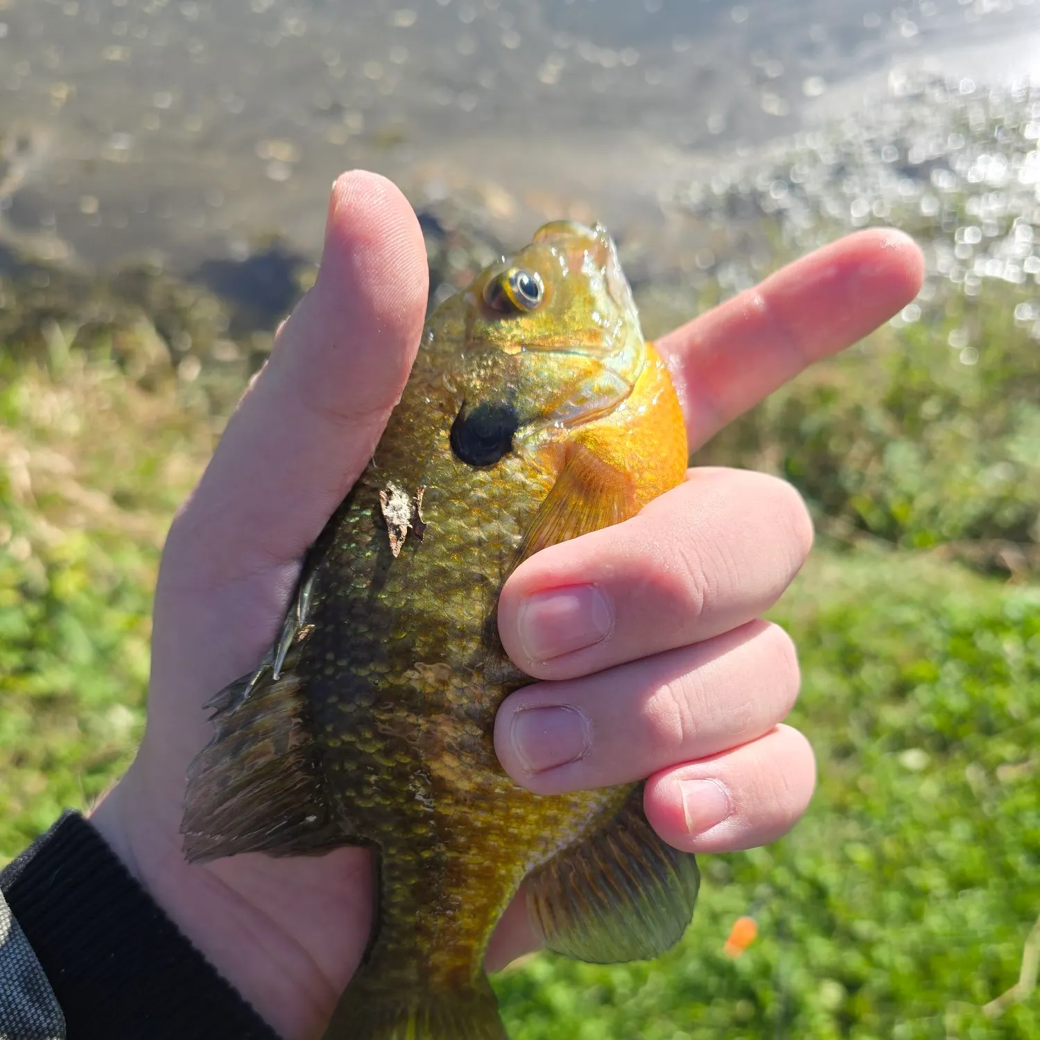 Bluegill caught on Fishbrain
