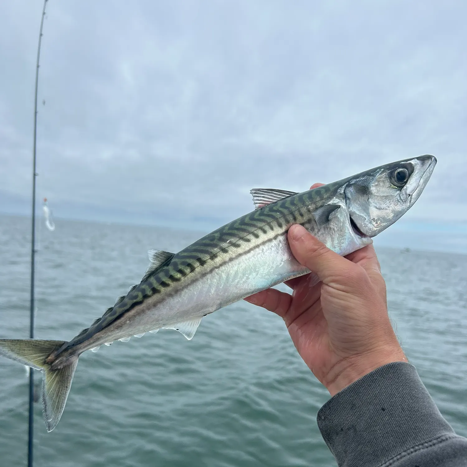 The most recent Atlantic mackerel catches on Fishbrain
