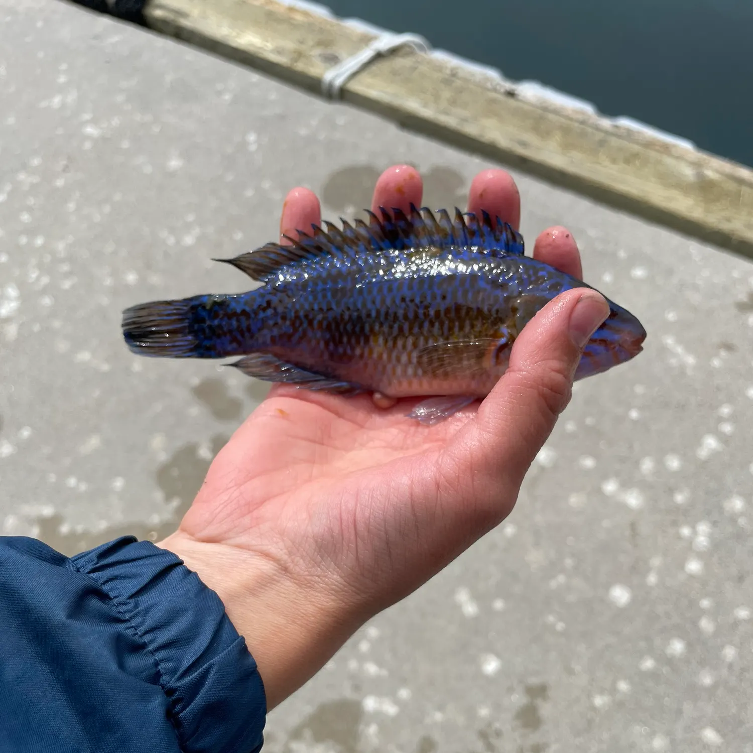 The most recent Rock cook catches on Fishbrain
