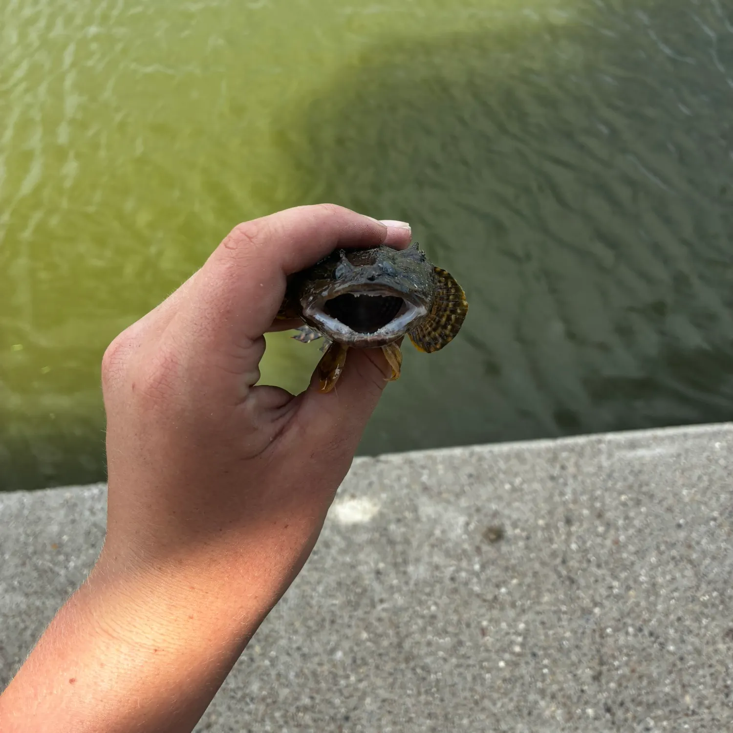 The most recent Gulf toadfish catches on Fishbrain