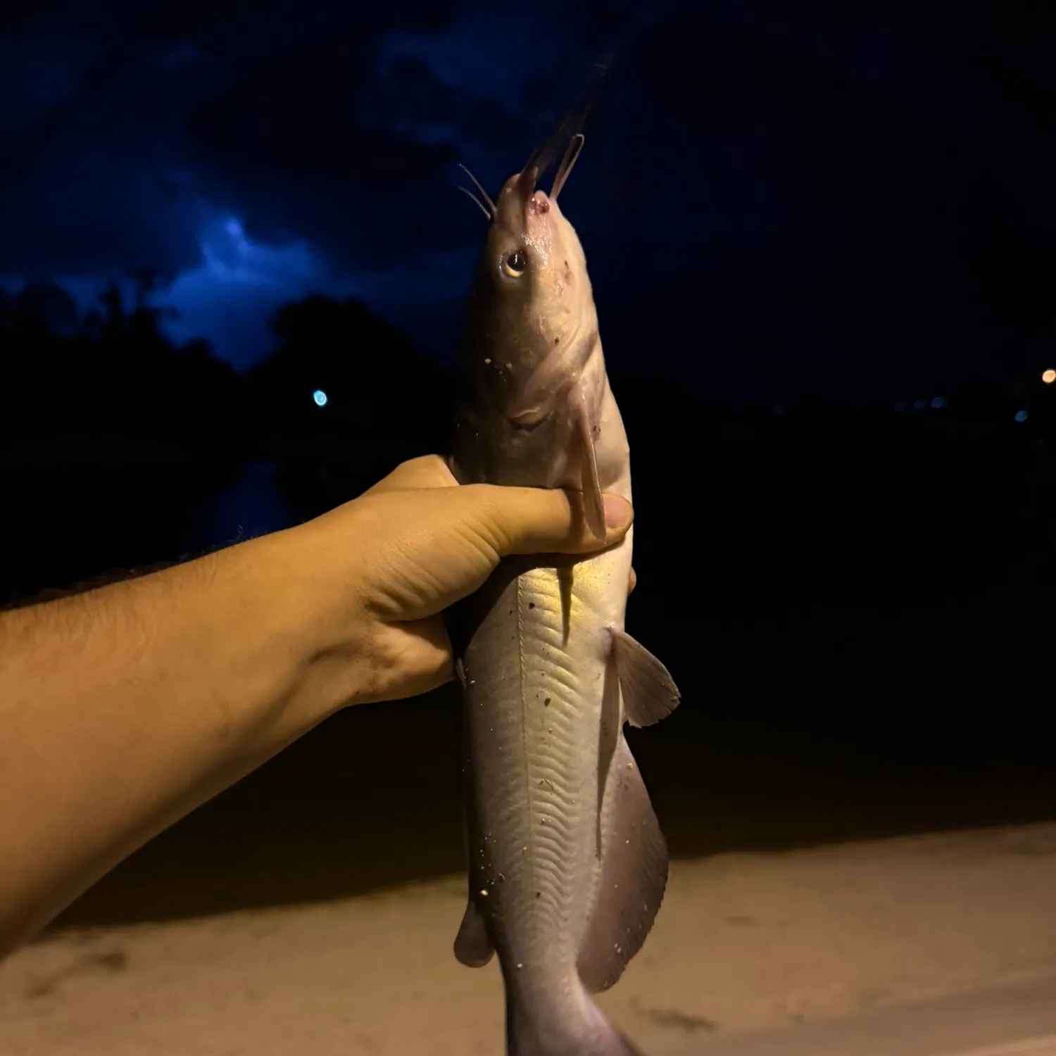 Channel catfish caught on Fishbrain