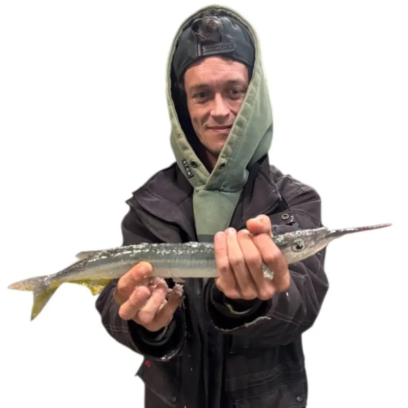 The most recent Eastern sea garfish catches on Fishbrain