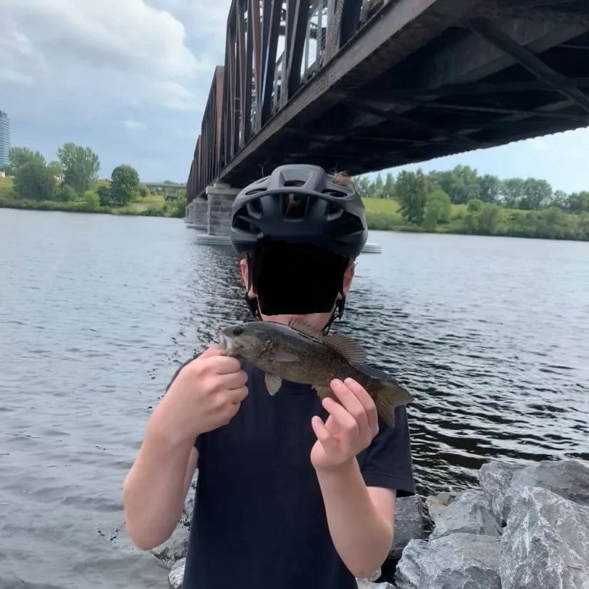Smallmouth bass caught on Fishbrain