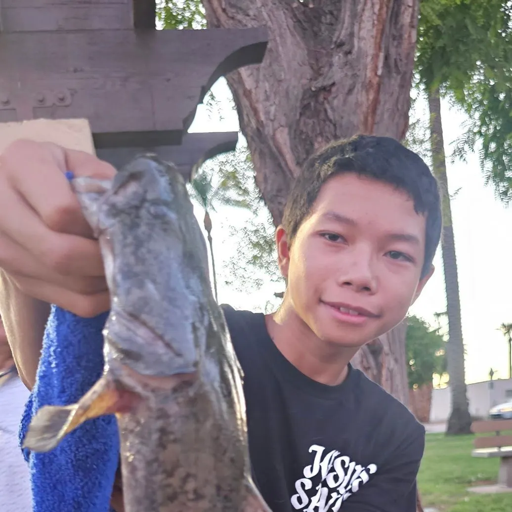Flathead catfish caught on Fishbrain