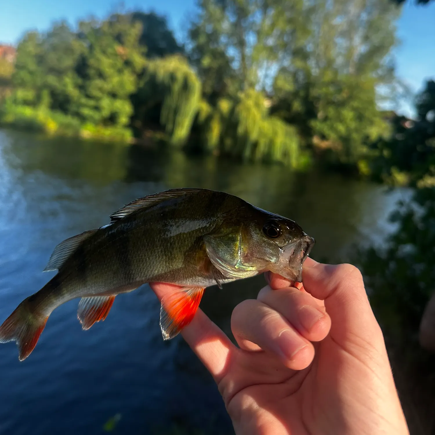 European perch caught on Fishbrain