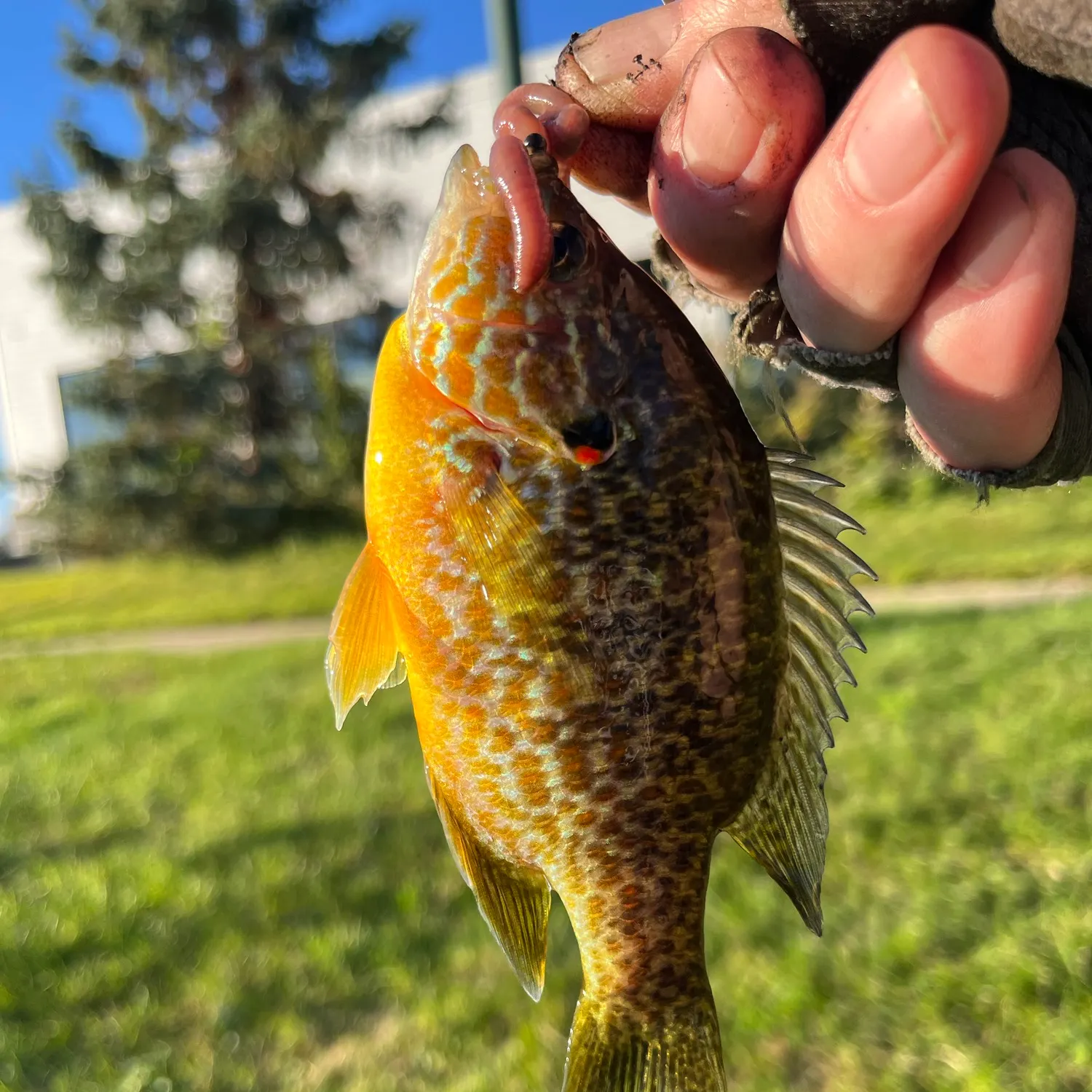 Pumpkinseed caught on Fishbrain