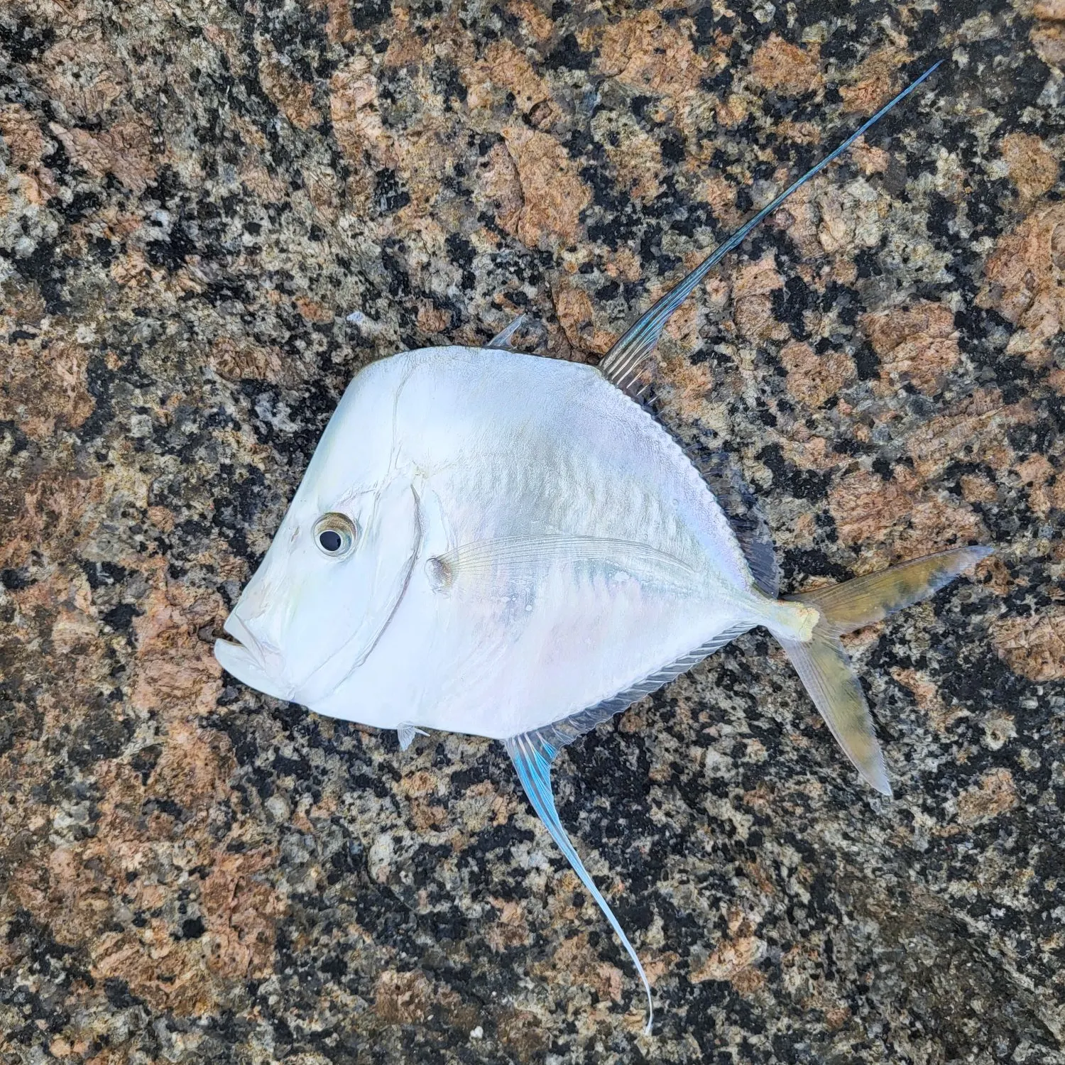 The most recent Lookdown catches on Fishbrain
