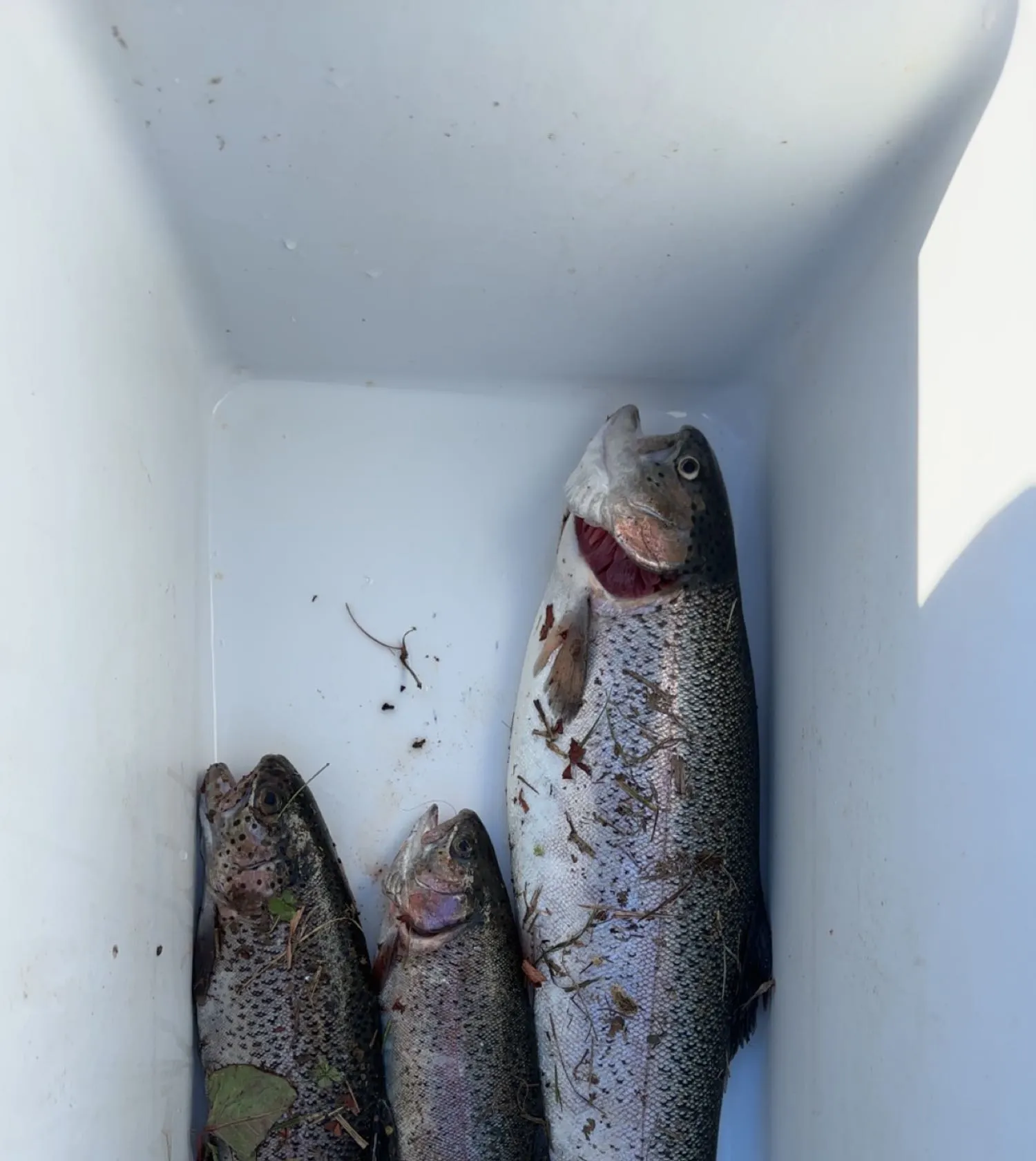 recently logged catches