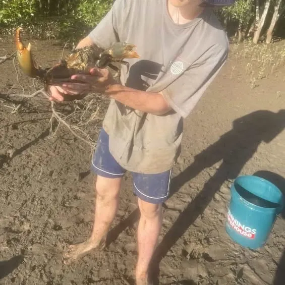The most recent Giant mud crab catches on Fishbrain