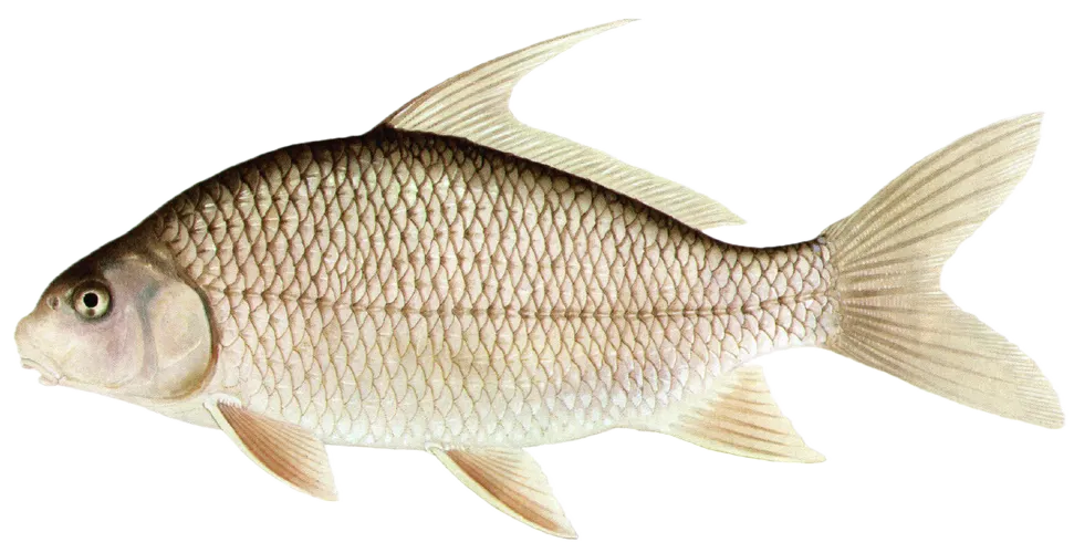 Quillback