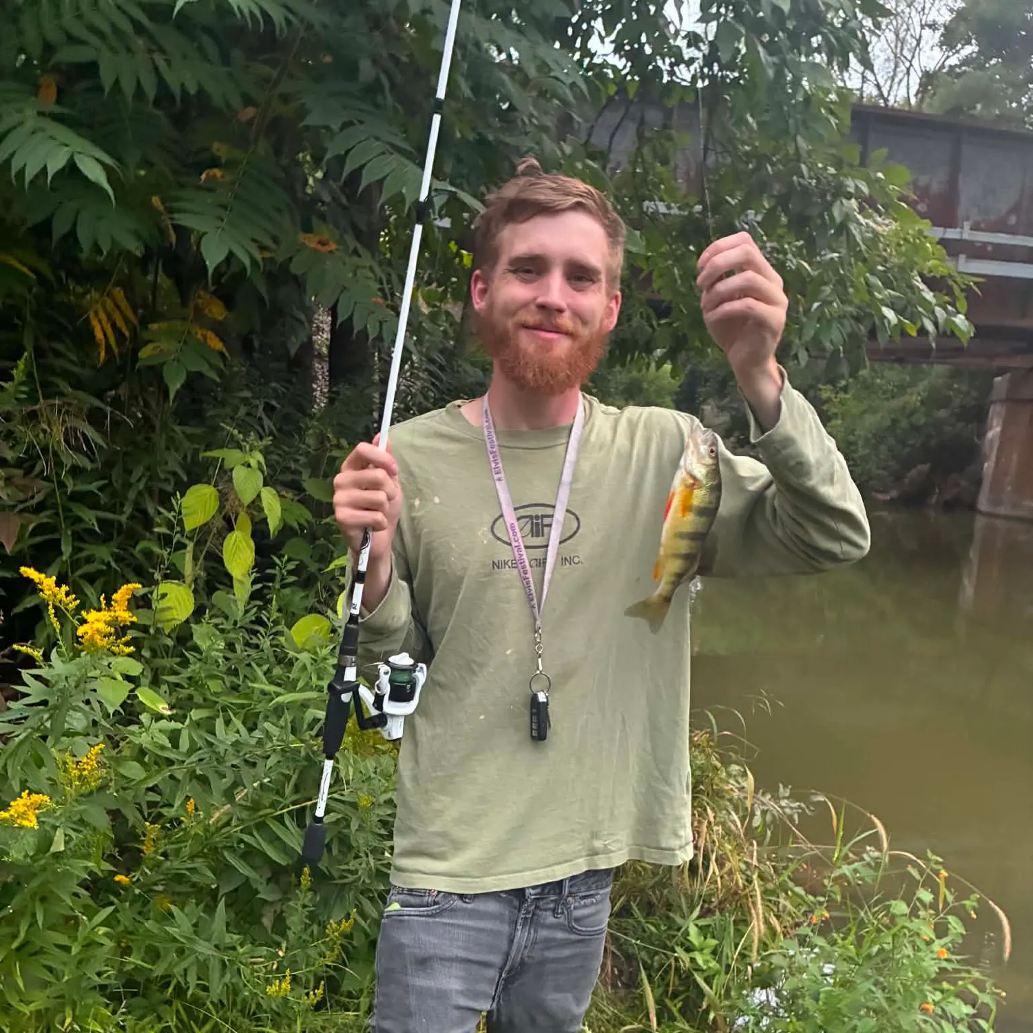 Yellow perch caught on Fishbrain