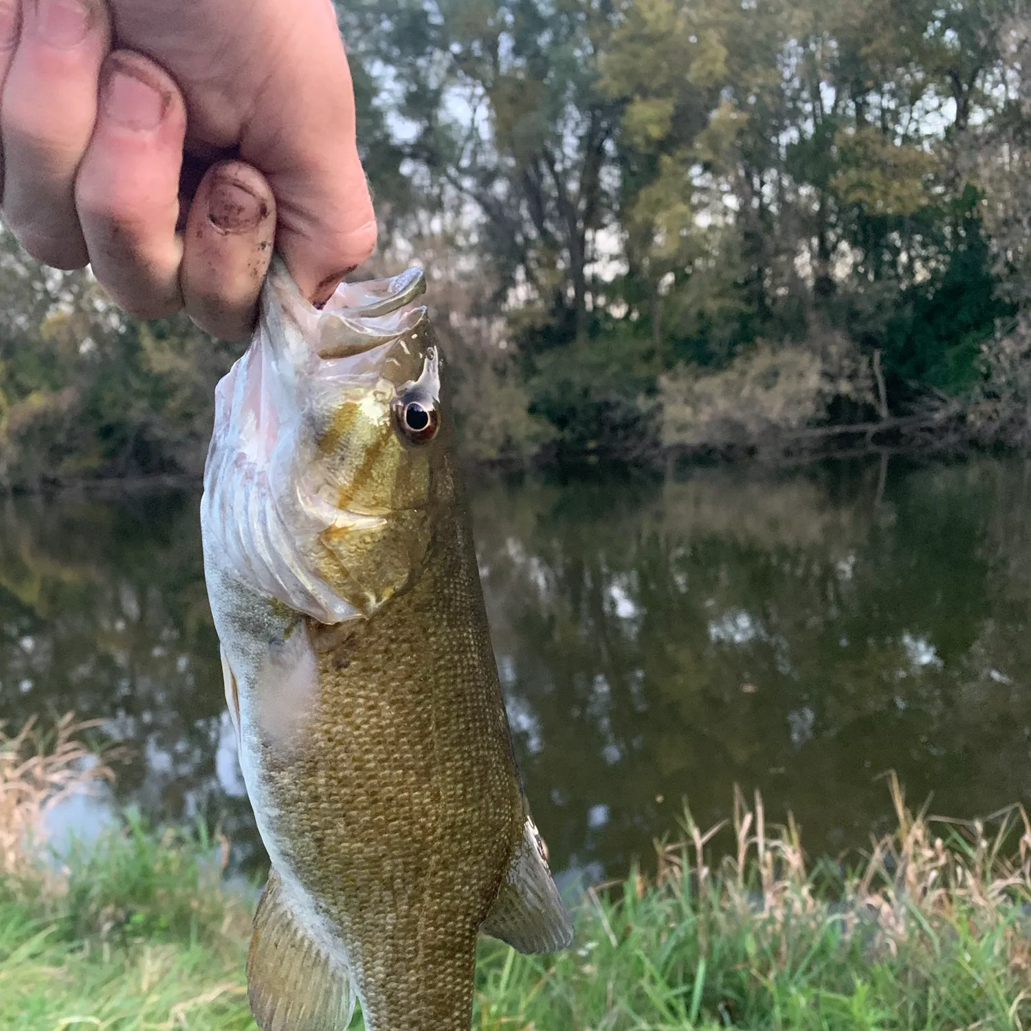 Smallmouth bass caught on Fishbrain