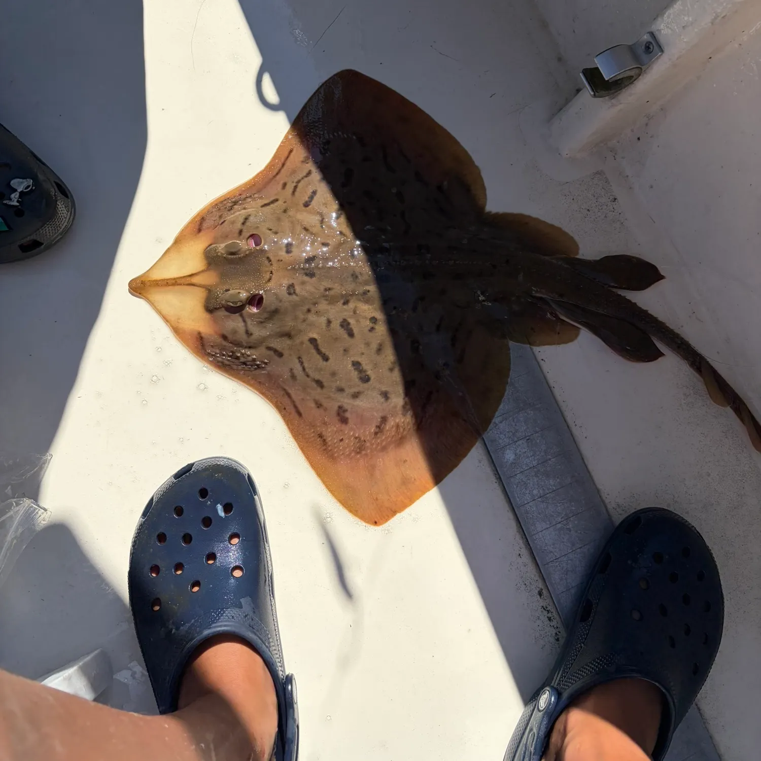 The most recent Starry ray catches on Fishbrain