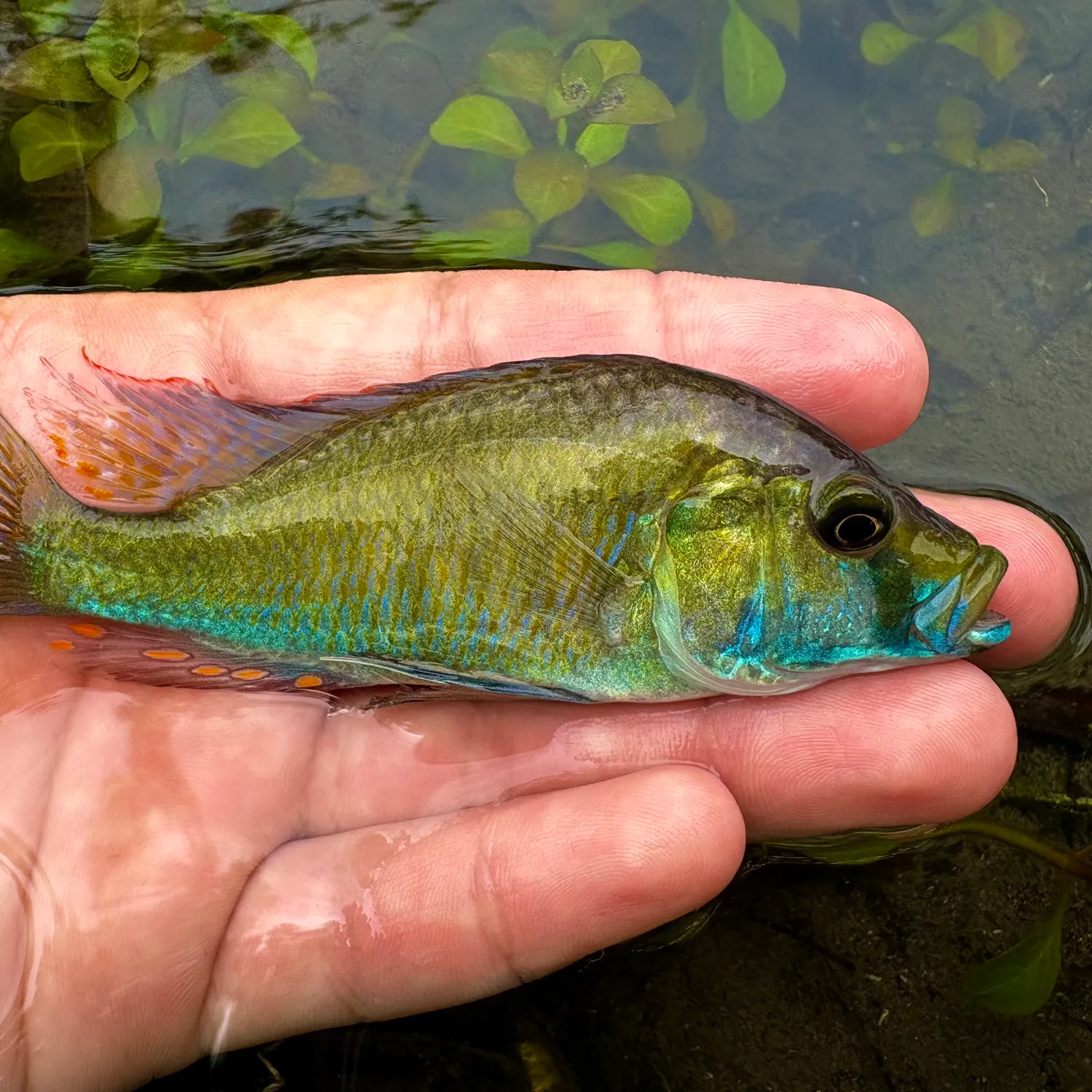 The most recent Eastern happy cichlid catches on Fishbrain