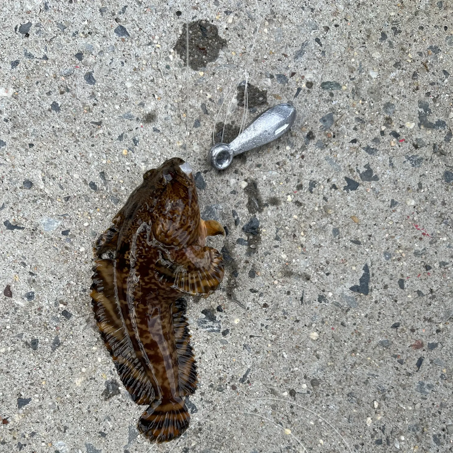 Oyster toadfish caught on Fishbrain