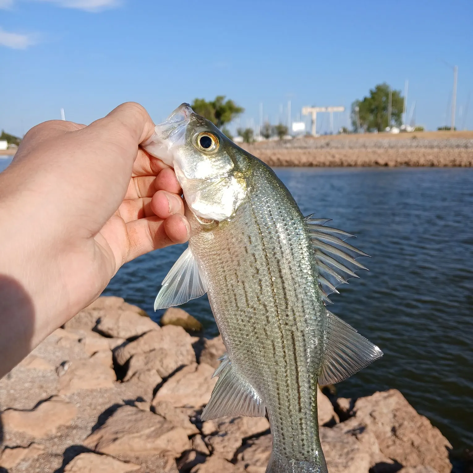 White bass caught on Fishbrain