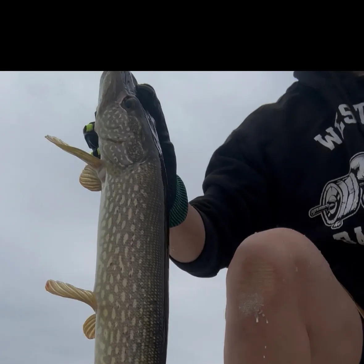 Northern pike caught on Fishbrain