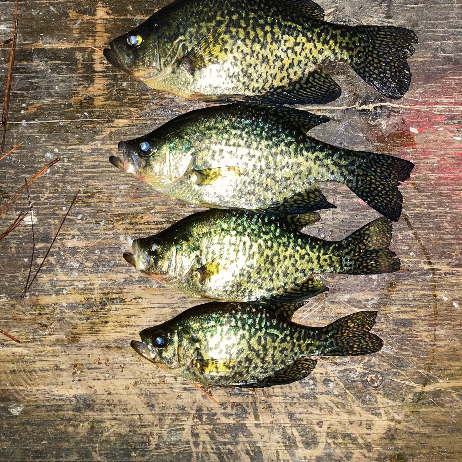 recently logged catches