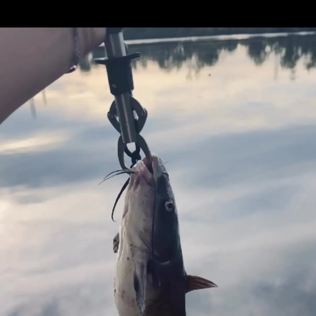 Channel catfish caught on Fishbrain