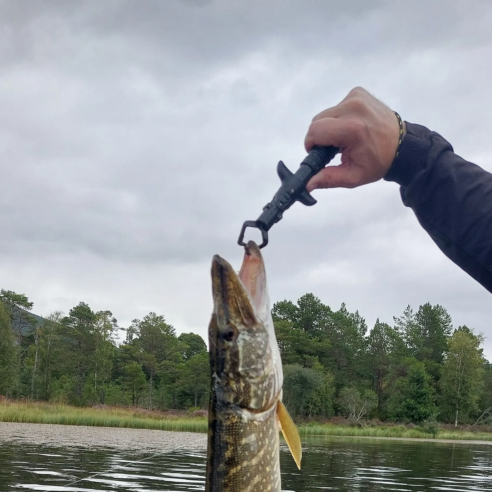 Northern pike caught on Fishbrain