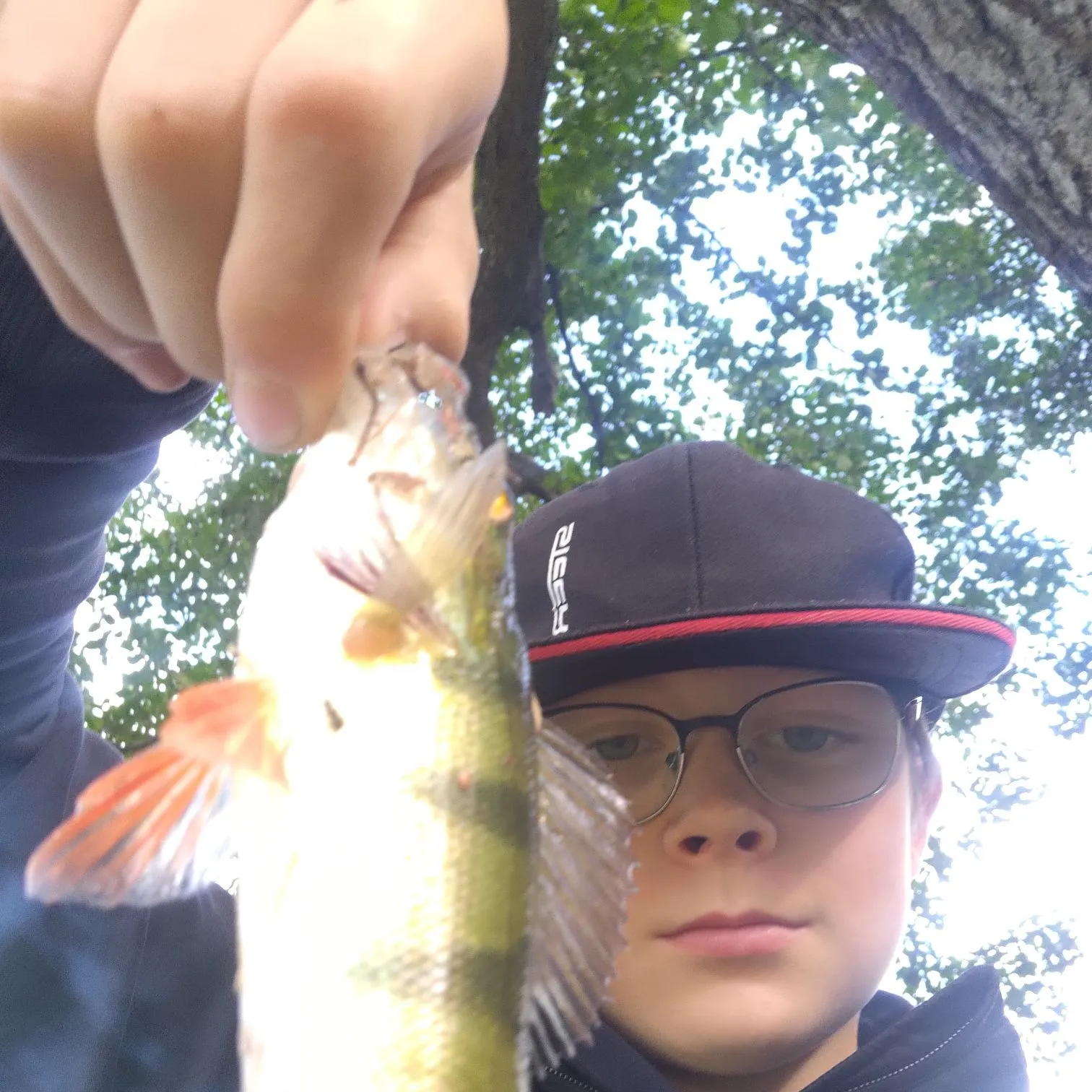 European perch caught on Fishbrain