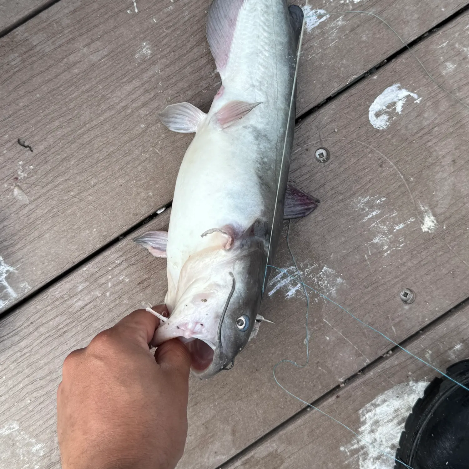 Channel catfish caught on Fishbrain