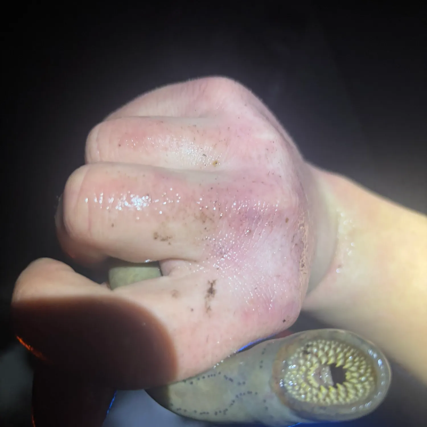 The most recent Chestnut lamprey catches on Fishbrain