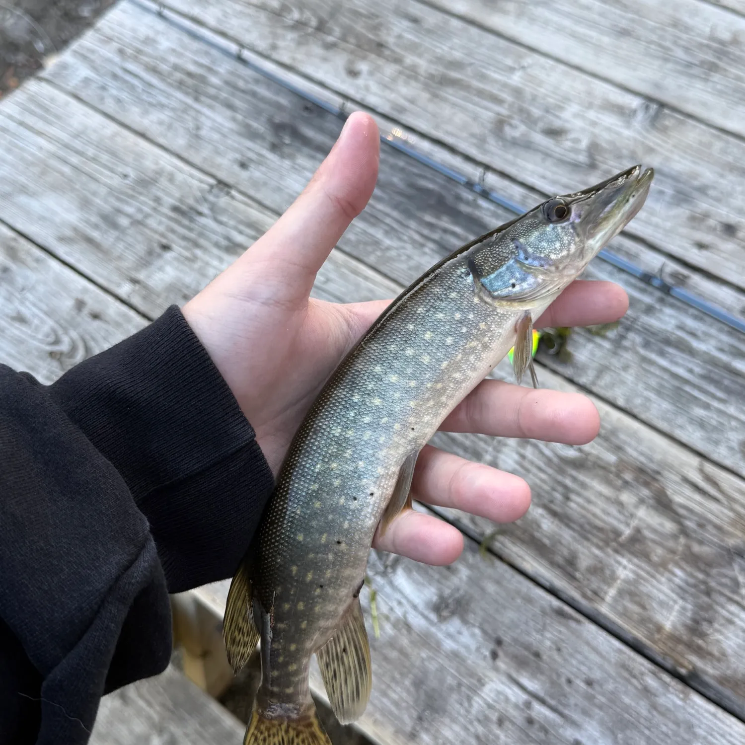 Northern pike caught on Fishbrain
