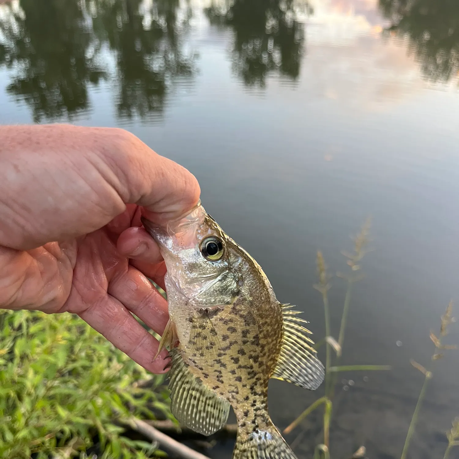 Black crappie caught on Fishbrain