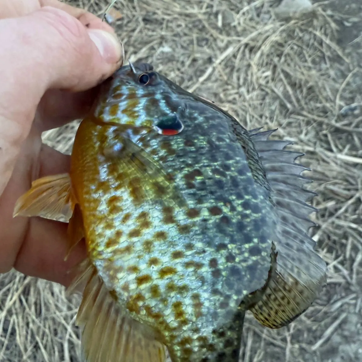 The most recent Pumpkinseed catches on Fishbrain