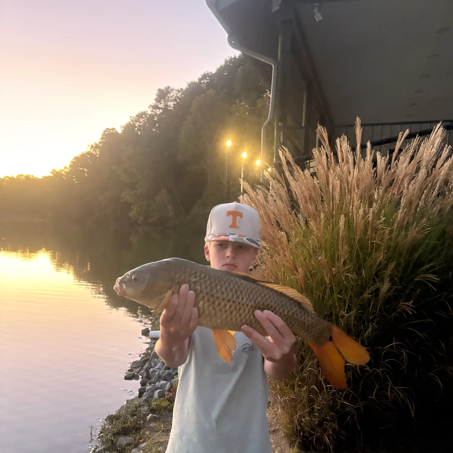 Common carp caught on Fishbrain
