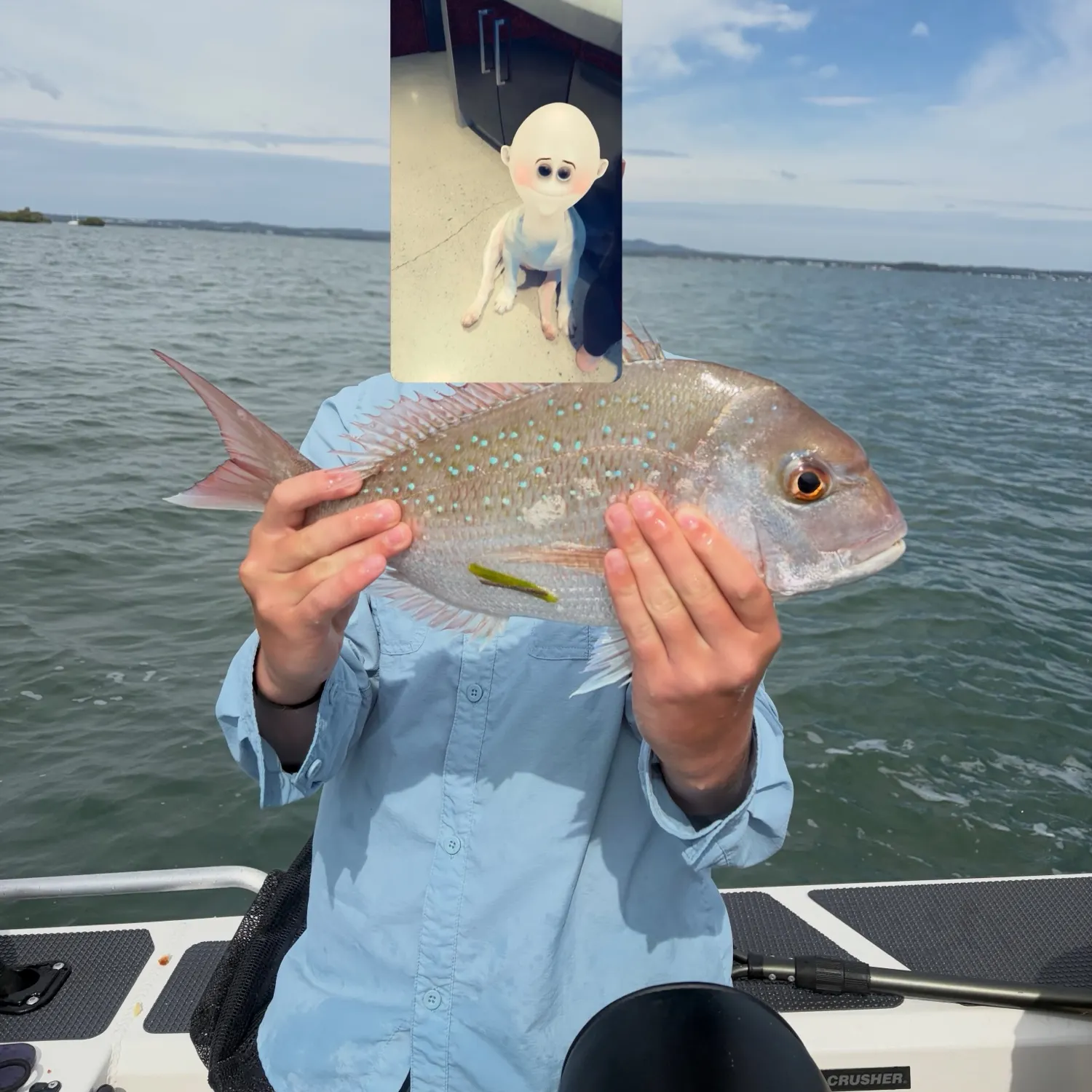 Australasian snapper caught on Fishbrain