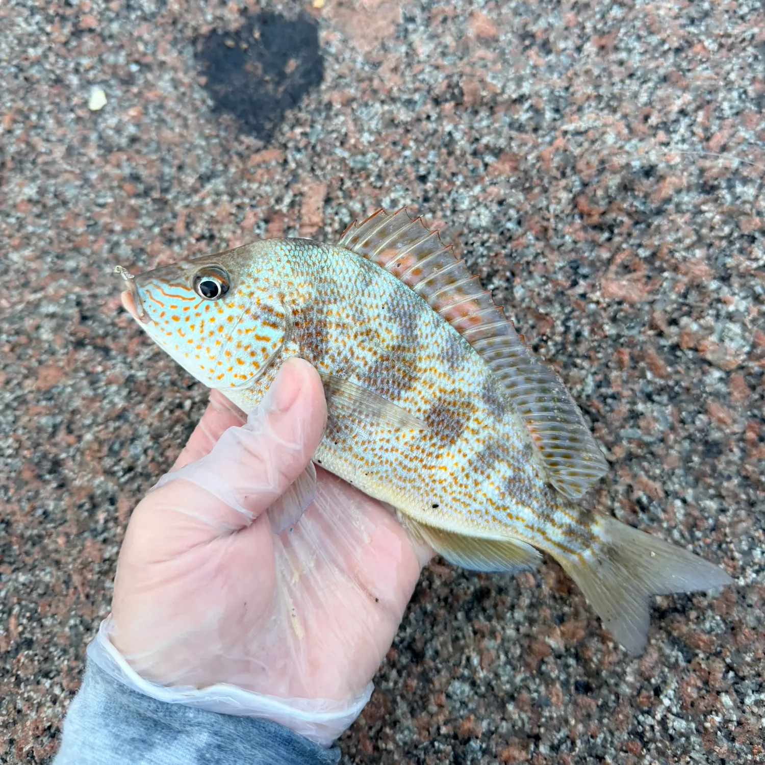 Pigfish caught on Fishbrain