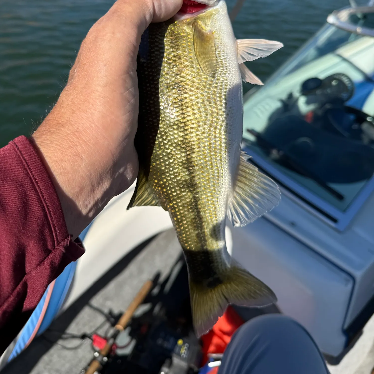 Spotted bass caught on Fishbrain