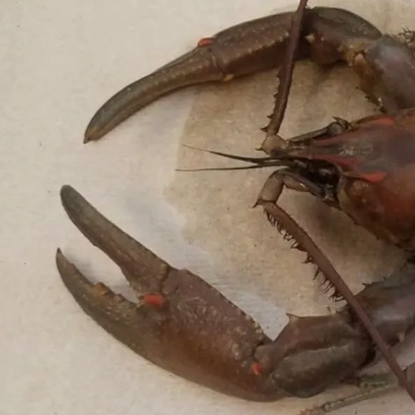The most recent Virile crayfish catches on Fishbrain