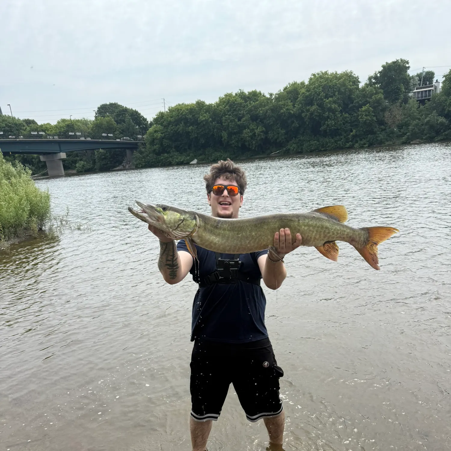 The most recent Muskellunge catches on Fishbrain
