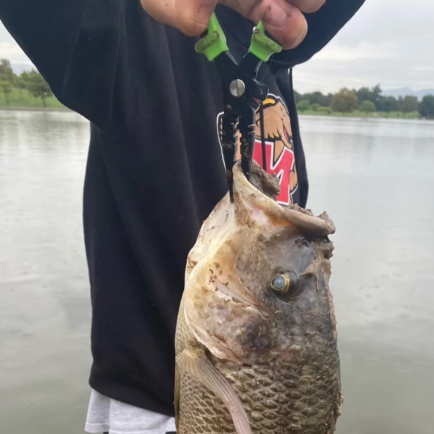 The most recent Mozambique tilapia catches on Fishbrain
