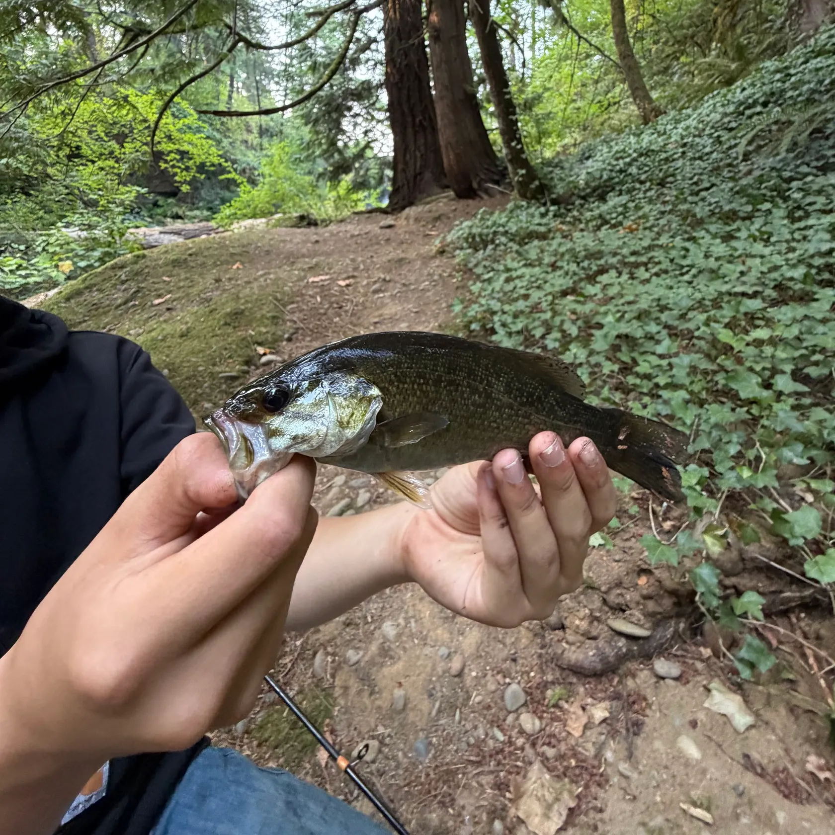 Smallmouth bass caught on Fishbrain